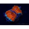 WYSIWYG Micromussa lordhowensis (ex Acanthastrea) 6B3