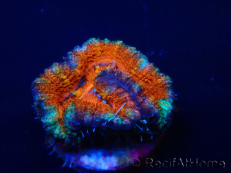 WYSIWYG Micromussa lordhowensis (ex Acanthastrea) 6B4