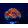 WYSIWYG Micromussa lordhowensis (formerly Acanthastrea) 6B4
