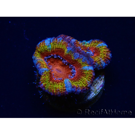 WYSIWYG Micromussa lordhowensis (ex Acanthastrea) 6B5