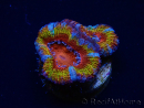 WYSIWYG Micromussa lordhowensis (ex Acanthastrea) 6B5