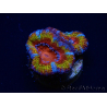 WYSIWYG Micromussa lordhowensis (ex Acanthastrea) 6B5
