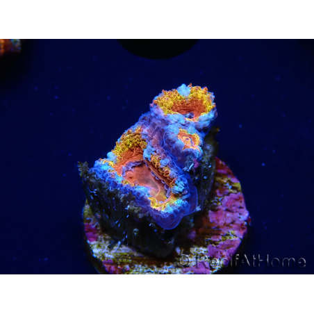 WYSIWYG Micromussa lordhowensis (ex Acanthastrea) 6B6