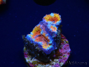 WYSIWYG Micromussa lordhowensis (ex Acanthastrea) 6B6