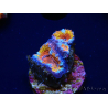 WYSIWYG Micromussa lordhowensis (ex Acanthastrea) 6B6