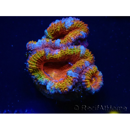 WYSIWYG Micromussa lordhowensis (ex Acanthastrea) 6B7