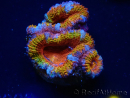 WYSIWYG Micromussa lordhowensis (anteriormente Acanthastrea) 6B7