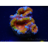WYSIWYG Micromussa lordhowensis (ex Acanthastrea) 6B7