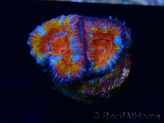 WYSIWYG Micromussa lordhowensis (ex Acanthastrea) 6B8