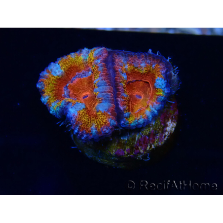WYSIWYG Micromussa lordhowensis (formerly Acanthastrea) 6B8
