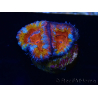 WYSIWYG Micromussa lordhowensis (formerly Acanthastrea) 6B8