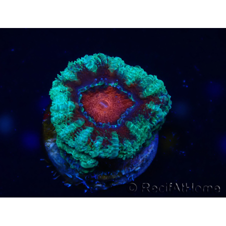 WYSIWYG Micromussa lordhowensis (anteriormente Acanthastrea) 6K5