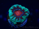 WYSIWYG Micromussa lordhowensis (ex Acanthastrea) 6K5