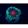WYSIWYG Micromussa lordhowensis (formerly Acanthastrea) 6K5