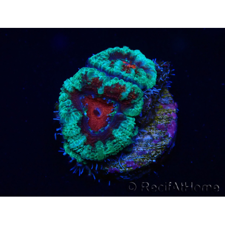 WYSIWYG Micromussa lordhowensis (ex Acanthastrea) 6K6