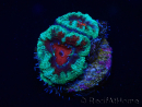 WYSIWYG Micromussa lordhowensis (ex Acanthastrea) 6K6