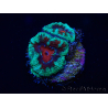 WYSIWYG Micromussa lordhowensis (ex Acanthastrea) 6B10