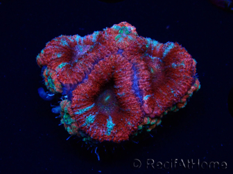 WYSIWYG Micromussa lordhowensis (ex Acanthastrea) 6C1