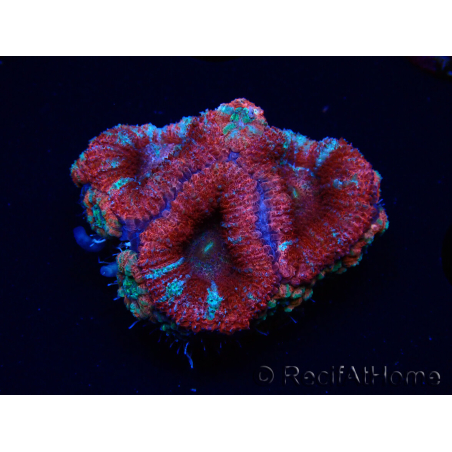 WYSIWYG Micromussa lordhowensis (ex Acanthastrea) 6C1