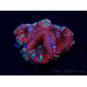 WYSIWYG Micromussa lordhowensis (ex Acanthastrea) 6C1