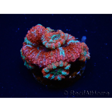 WYSIWYG Micromussa lordhowensis (ehemals Acanthastrea) 6C2