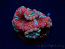 WYSIWYG Micromussa lordhowensis (ex Acanthastrea) 6C2