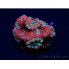WYSIWYG Micromussa lordhowensis (ex Acanthastrea) 6C2