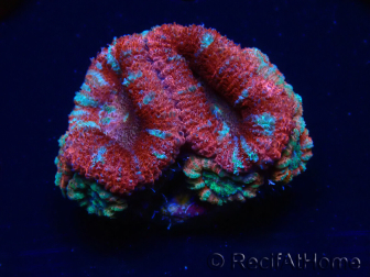 WYSIWYG Micromussa lordhowensis (ex Acanthastrea) 6C3