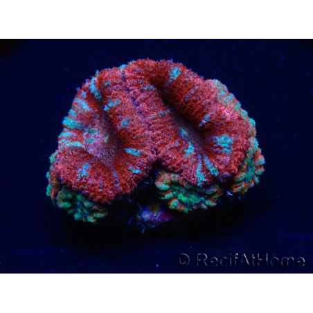 WYSIWYG Micromussa lordhowensis (formerly Acanthastrea) 6C3