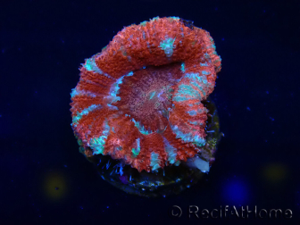 WYSIWYG Micromussa lordhowensis (ehemals Acanthastrea) 6C4