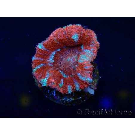 WYSIWYG Micromussa lordhowensis (formerly Acanthastrea) 6C4