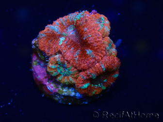 WYSIWYG Micromussa lordhowensis (formerly Acanthastrea) 6C5