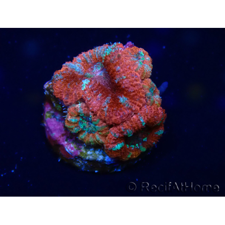 WYSIWYG Micromussa lordhowensis (formerly Acanthastrea) 6C5