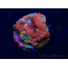 WYSIWYG Micromussa lordhowensis (formerly Acanthastrea) 6C5