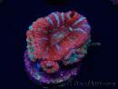 WYSIWYG Micromussa lordhowensis (ehemals Acanthastrea) 6C6