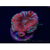 WYSIWYG Micromussa lordhowensis (ex Acanthastrea) 6C6