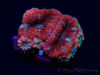 WYSIWYG Micromussa lordhowensis (ex Acanthastrea) 6C7
