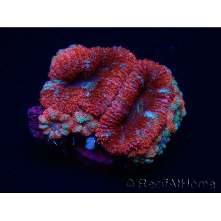 WYSIWYG Micromussa lordhowensis (ehemals Acanthastrea) 6C7