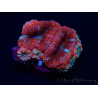 WYSIWYG Micromussa lordhowensis (ehemals Acanthastrea) 6C7