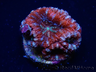 WYSIWYG Micromussa lordhowensis (ex Acanthastrea) 6C8