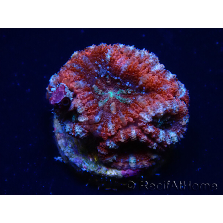 WYSIWYG Micromussa lordhowensis (anteriormente Acanthastrea) 6C8