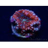 WYSIWYG Micromussa lordhowensis (anteriormente Acanthastrea) 6C8