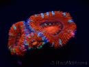 WYSIWYG Micromussa lordhowensis (ex Acanthastrea) 6K7