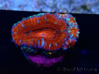 WYSIWYG Micromussa lordhowensis (ehemals Acanthastrea) 6K8
