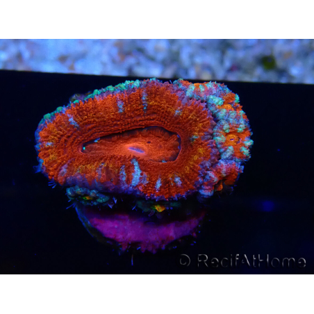 WYSIWYG Micromussa lordhowensis (formerly Acanthastrea) 6K8