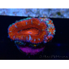 WYSIWYG Micromussa lordhowensis (formerly Acanthastrea) 6K8