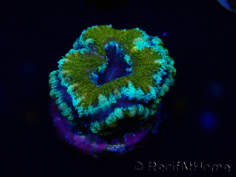 WYSIWYG Micromussa lordhowensis (ehemals Acanthastrea) 6D1