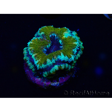 WYSIWYG Micromussa lordhowensis (ex Acanthastrea) 6D1