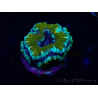 WYSIWYG Micromussa lordhowensis (ex Acanthastrea) 6D1