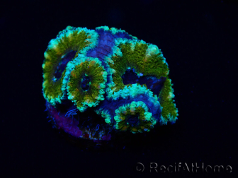 WYSIWYG Micromussa lordhowensis (formerly Acanthastrea) 6D2